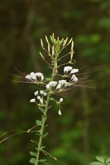 Tarenaya longicarpa