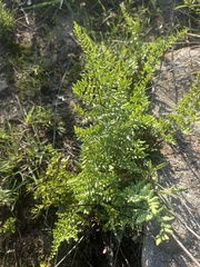 Cheilanthes viridis viridis