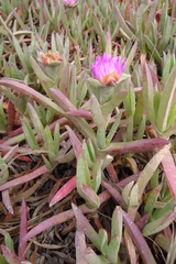 Carpobrotus chilensis