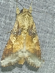 Spodoptera latifascia