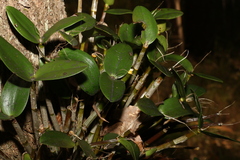 Dendrobium aemulum