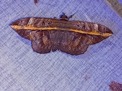 Hemeroblemma ochrolinea