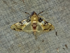 Azochis rufidiscalis