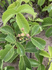 Caryocar brasiliense