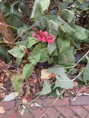 Bistorta amplexicaulis