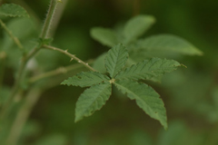 Tarenaya longicarpa