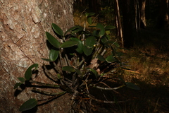 Dendrobium aemulum