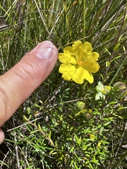 Hibbertia puberula