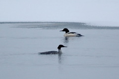 Mergus merganser