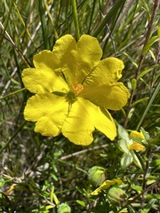 Hibbertia puberula