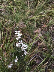Leptospermum continentale