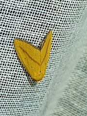 Symphlebia