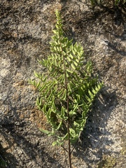 Cheilanthes viridis viridis