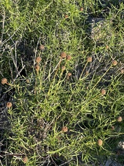 Sidneya tenuifolia