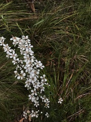 Leptospermum continentale