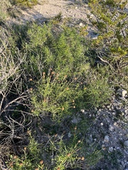 Sidneya tenuifolia
