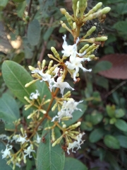 Ichnocarpus frutescens