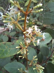 Ichnocarpus frutescens