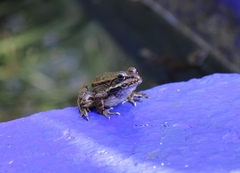 Pelophylax saharicus