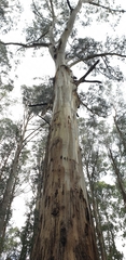 Eucalyptus cypellocarpa