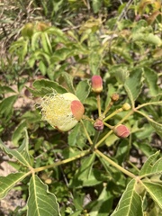 Caryocar brasiliense