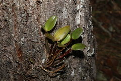 Dendrobium aemulum