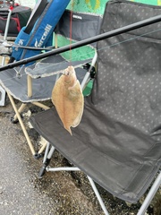 Limanda limanda