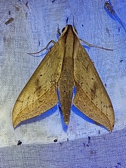Xylophanes anubus