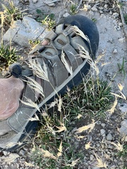 Scleropogon brevifolius