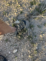 Scleropogon brevifolius