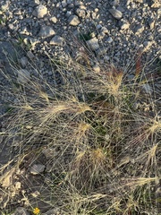 Scleropogon brevifolius