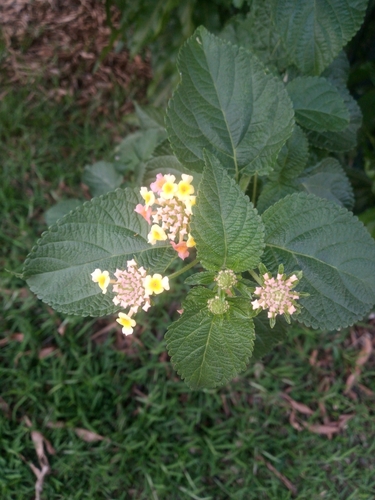 Lantana camara image