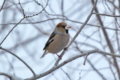 Coccothraustes coccothraustes