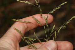 Poa