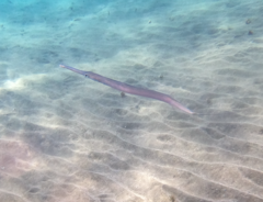 Fistularia commersonii