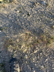 Scleropogon brevifolius