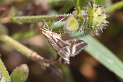 Sedenia rupalis