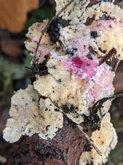 Hypomyces rosellus