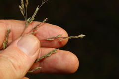 Poa
