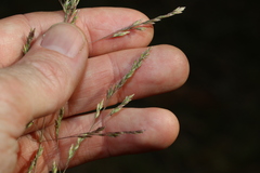 Poa