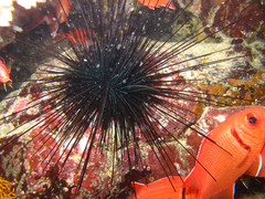 Diadema africanum