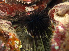 Diadema africanum