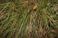 Poa
