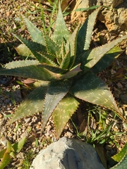 Aloe maculata