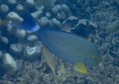 Acanthurus xanthopterus