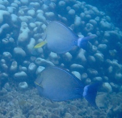 Acanthurus xanthopterus