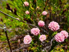 Lachnaea densiflora