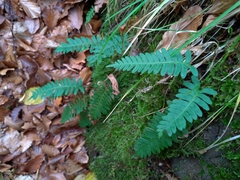 Polypodium
