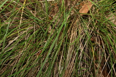 Poa