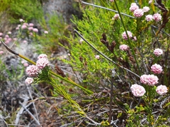 Lachnaea densiflora